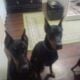 Doberman puppies