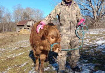 Meatball Friendly Little Dexter Bull Calf