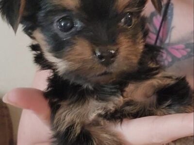 Yorkie puppies
