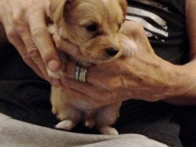 Adorable puppies