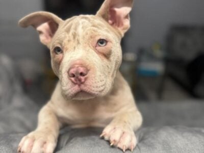 Pocket bully male puppy