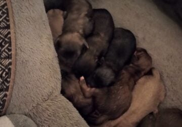 Puppies for sale to a good home