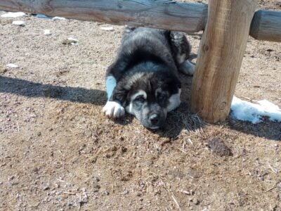 Anatolian Pyr