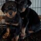 Rotterman Puppies Rottweiler Doberman 10 weeks old