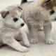 Siberian Husky Puppies
