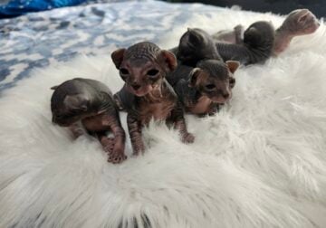 Sphynx Kittens Available