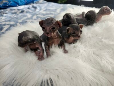Sphynx Kittens Available