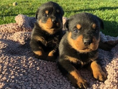 Rottweiler puppies puppy dog male female dogs
