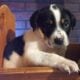 Family puppy dog needs home