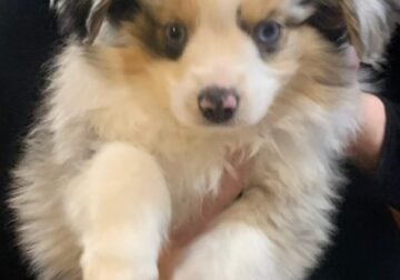 Toy Australian Shepherd puppies