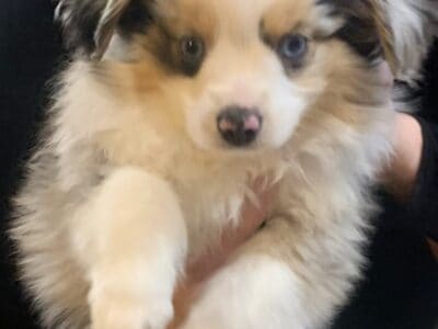 Toy Australian Shepherd puppies
