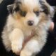 Toy Australian Shepherd puppies