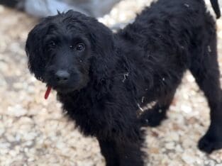 Labradoodle Puppies