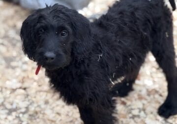 Labradoodle Puppies
