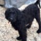 Labradoodle Puppies