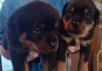 Rottweiler Puppy