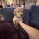 Golden retriever puppies