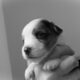 Brawley Miniature American Shepherds