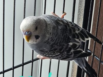 6 beautiful parakeets / 1 large cage