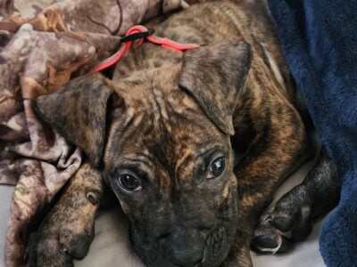 Cane Corso Mix pup