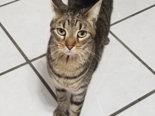 Free cats