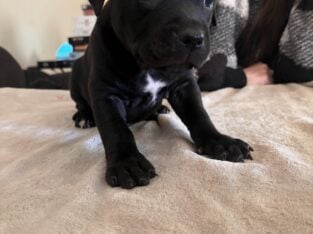 Pitbull Puppy #5 Black (f)