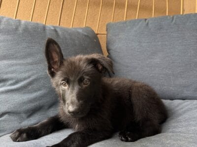 German shepherd puppies for sale