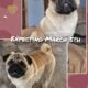 Pugs due March 5th