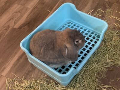 Holland Lop for sale