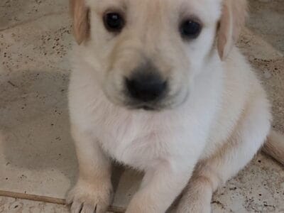 Goldadors Available (Golden Retriever/Lab Mix)