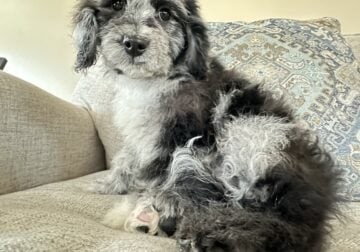 Harper