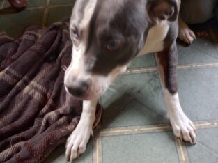 Puppy 1