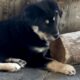 Rehoming 2 Border Collie Puppies