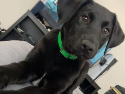 Black Aussiedor