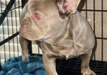 Frenchie female 6 months old