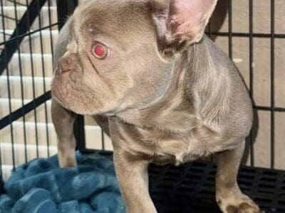 Frenchie female 6 months old