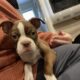 Hart, handsome red Boston terrier