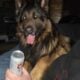 Sable german shepherd