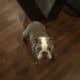 Rare AKC Lilac Micro Bulldog – Available for Adopt