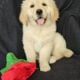 Golden retriever puppy