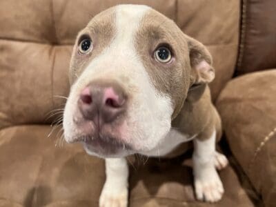 4 months old