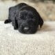 F1 Standard Labradoodles