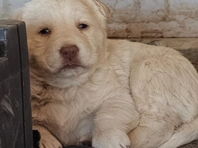 Labrador Pups