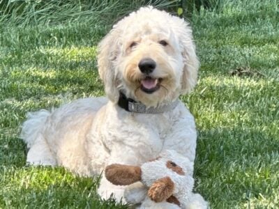Standard Goldendoodle FOR SALE/REHOMING
