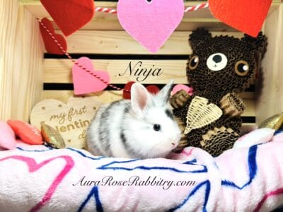 Purebred Lionhead bunnies