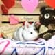 Purebred Lionhead bunnies