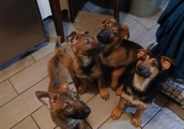 Akc german shepard female puppies