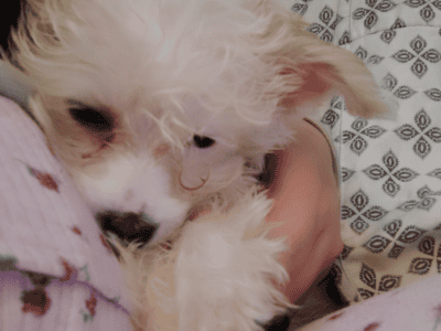 Female YorkiePoo
