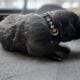 Cane Corso Puppies ICCF Registered