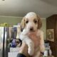 Goldendoodle F1B